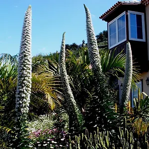  Apartment Mar Y Teide Spanien
